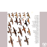 گونه شاهین پاسرخ Red-footed Falcon